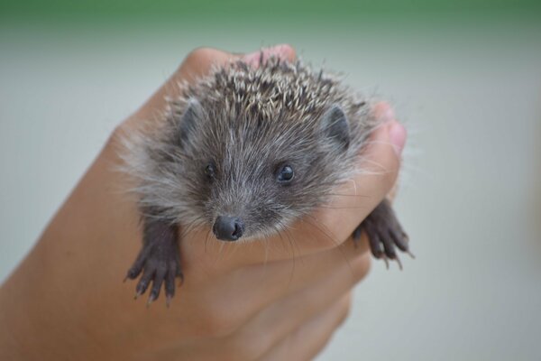A small hedgehog holding in his hand