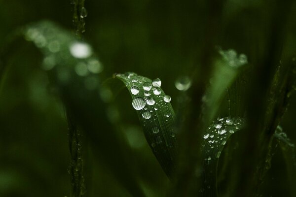 Lily of the valley leaves in the morning dew