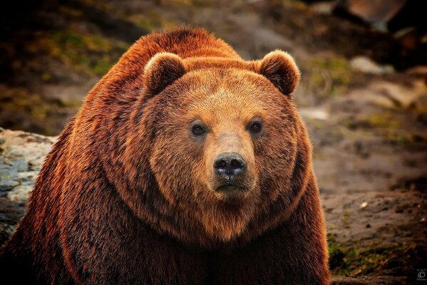 Hocico de un oso Pardo peludo