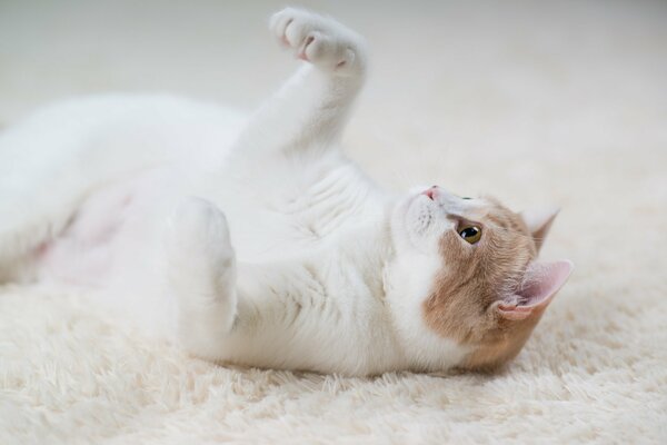 A white kitty is playing on the mat