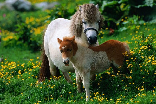 Ponys, die auf einer Blumenwiese spazieren gehen