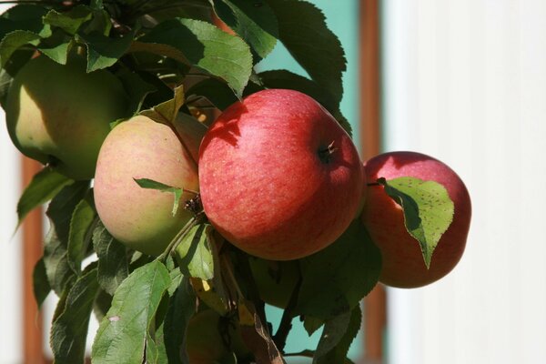 Manzanas en el Jardín en una rama