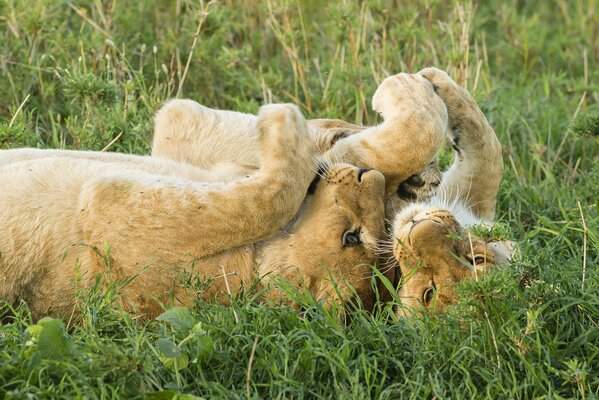 Hermosos cachorros de León en la naturaleza