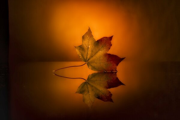 Fondo naranja temático. Hoja de otoño en la superficie reflectante