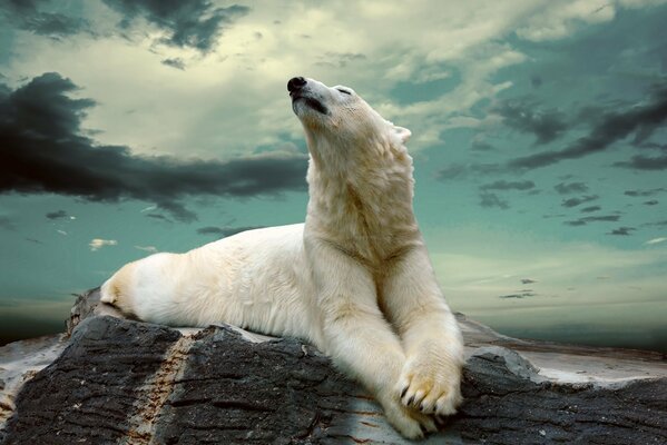 Un oso polar en una piedra Mira a las nubes