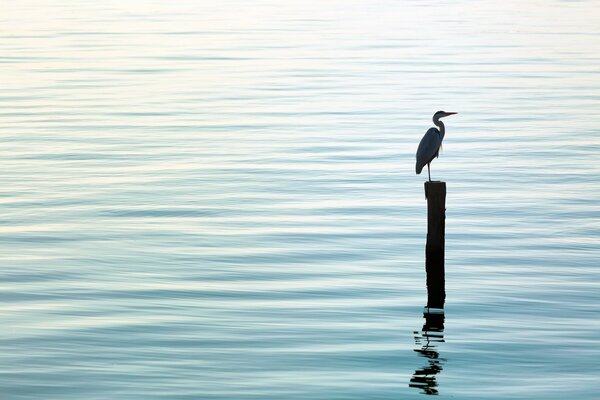 Un héron d oiseau se dresse sur une bûche. Plan d eau, silence, nature