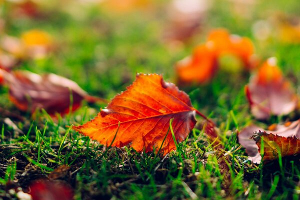 Das Herbstblatt liegt auf dem grünen Gras