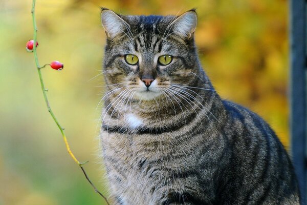 Chat gris avec des yeux verts