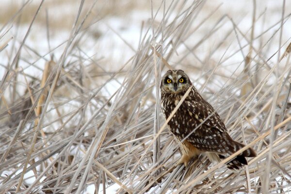 Owl in the dry grass in winter