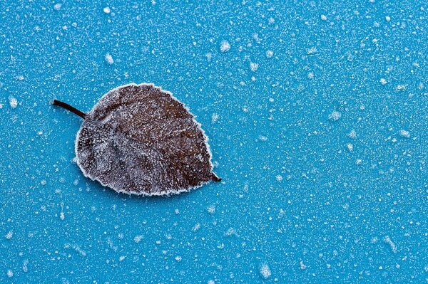 Das Blatt ist mit Frost bedeckt, es ist gefroren, es liegt auf einem blauen Hintergrund