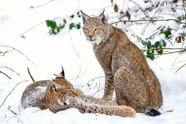 Winter fairy tale of wild nature