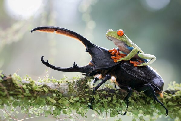 Beetle and frog on a tree branch