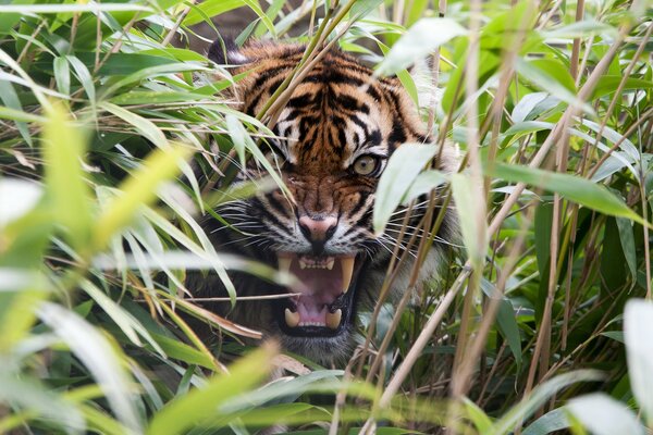 Tigre arrabbiata nell erba con la bocca aperta
