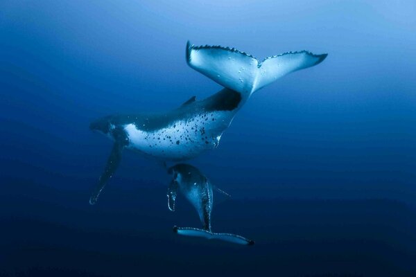 Two swimming whales underwater