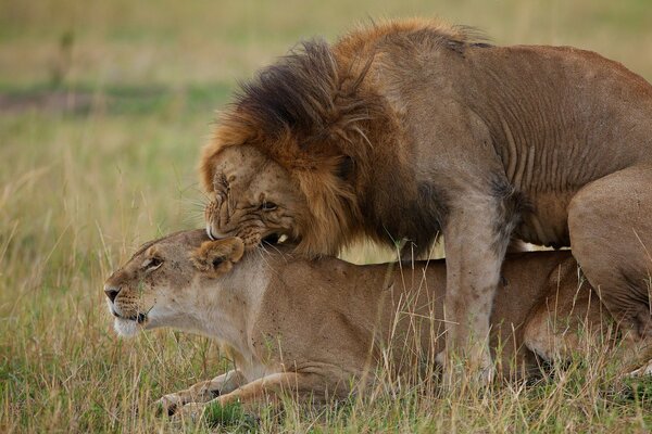 León y Leona yacen en la hierba