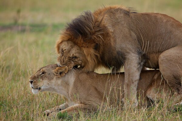 Лев и львица лежат на траве