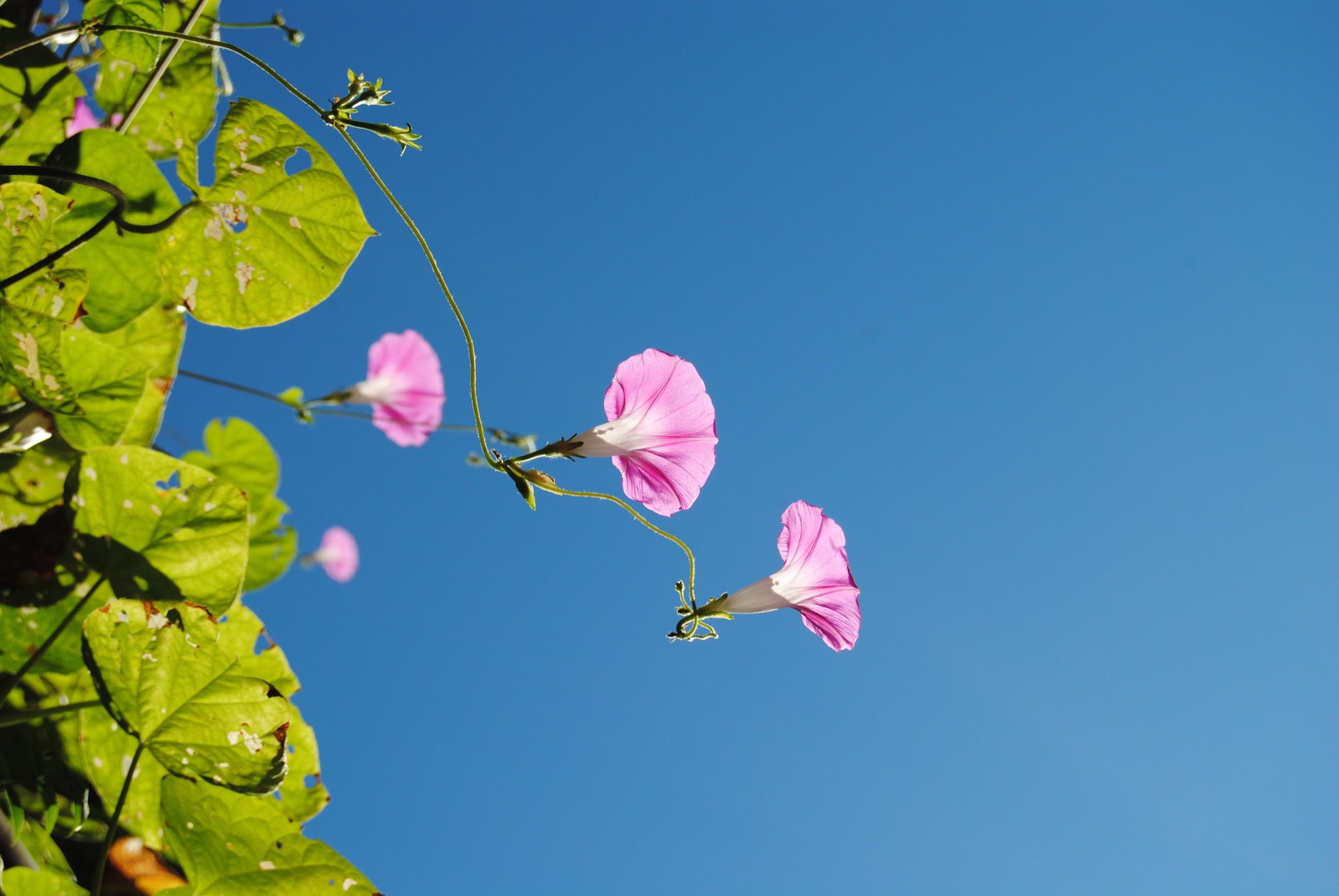 fleurs été nature ciel