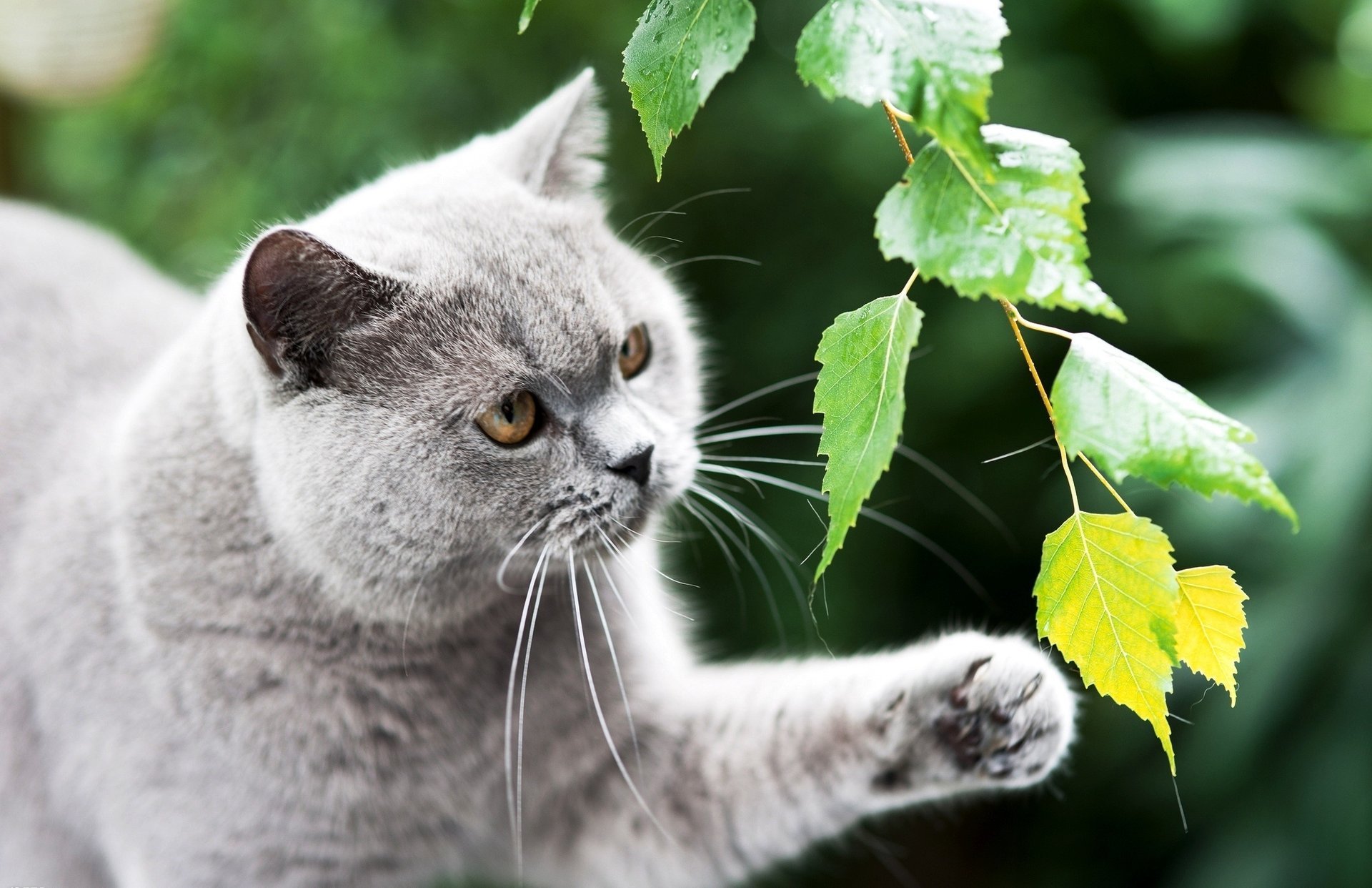 cat british british paw gray branch cat