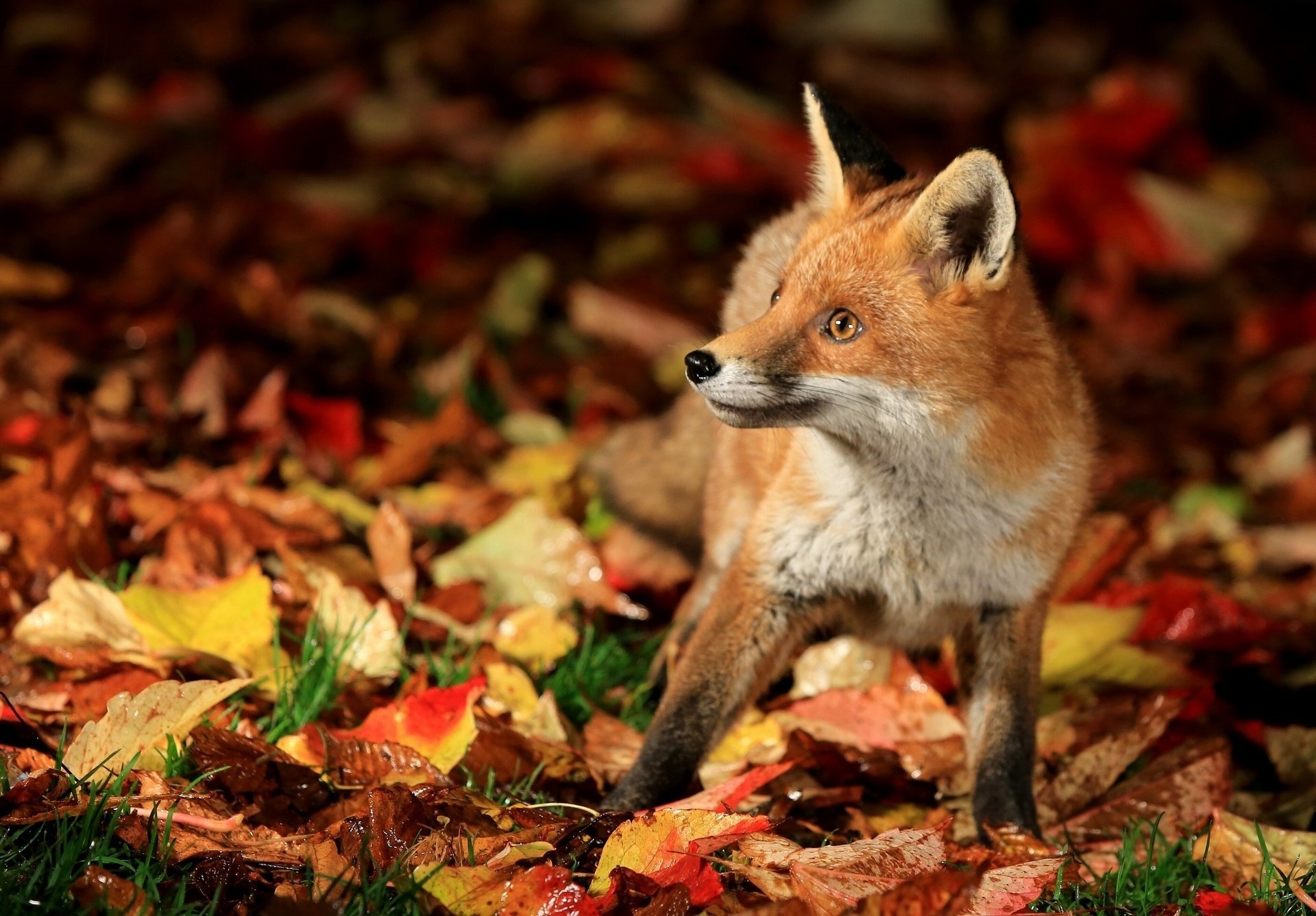 zorro zorro otoño hojas