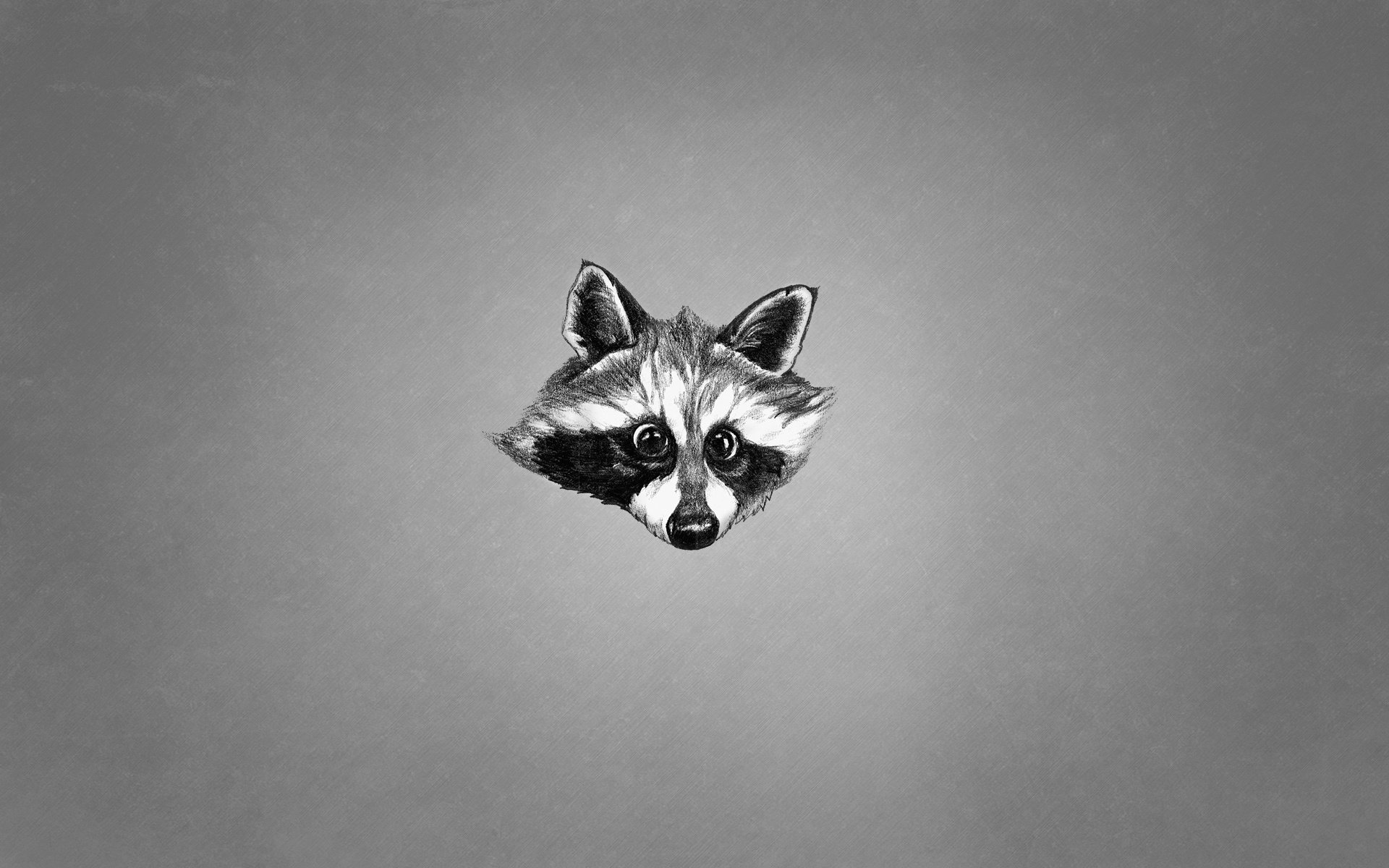 animal minimalisme raccoon museau noir et blanc raton laveur