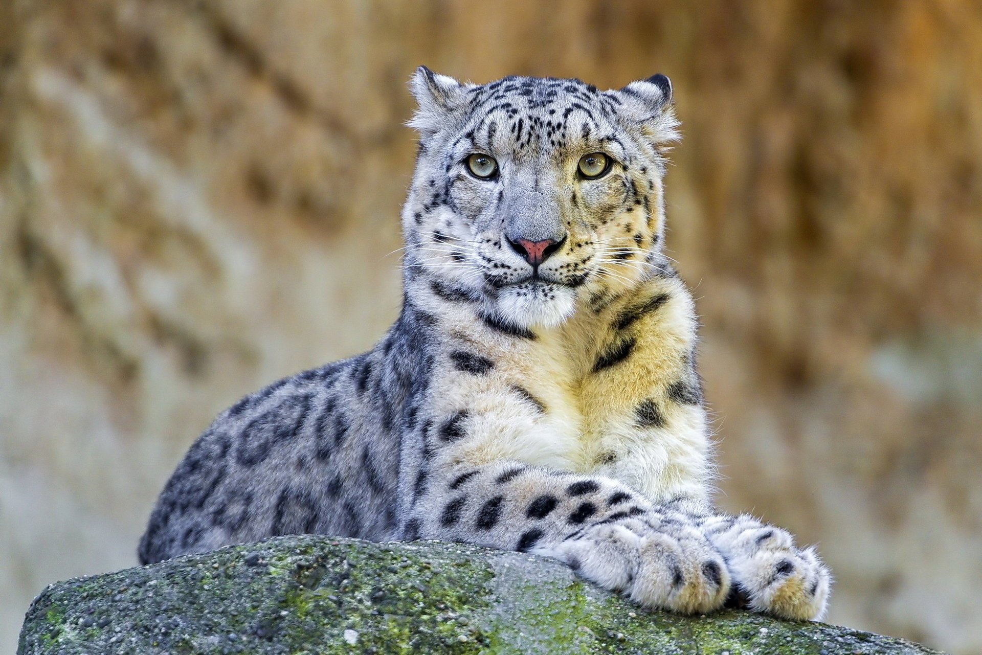 leopardo de las nieves irbis hocico depredador descanso piedra