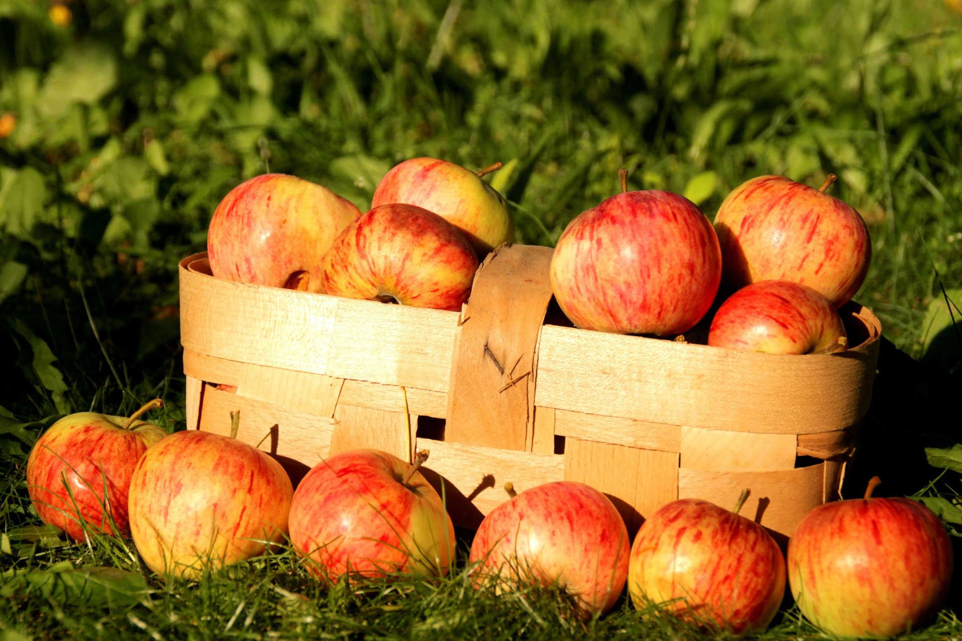 manzanas otoño naturaleza cebolla fruta