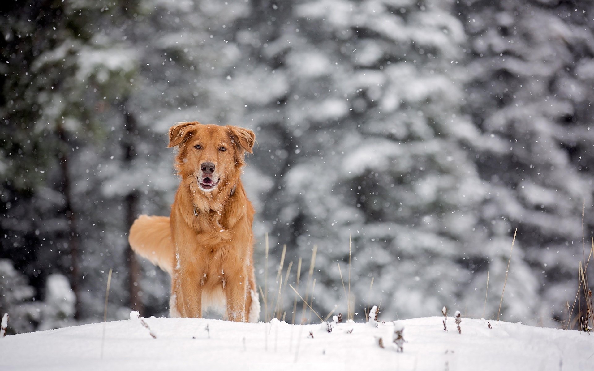 chien neige hiver gel