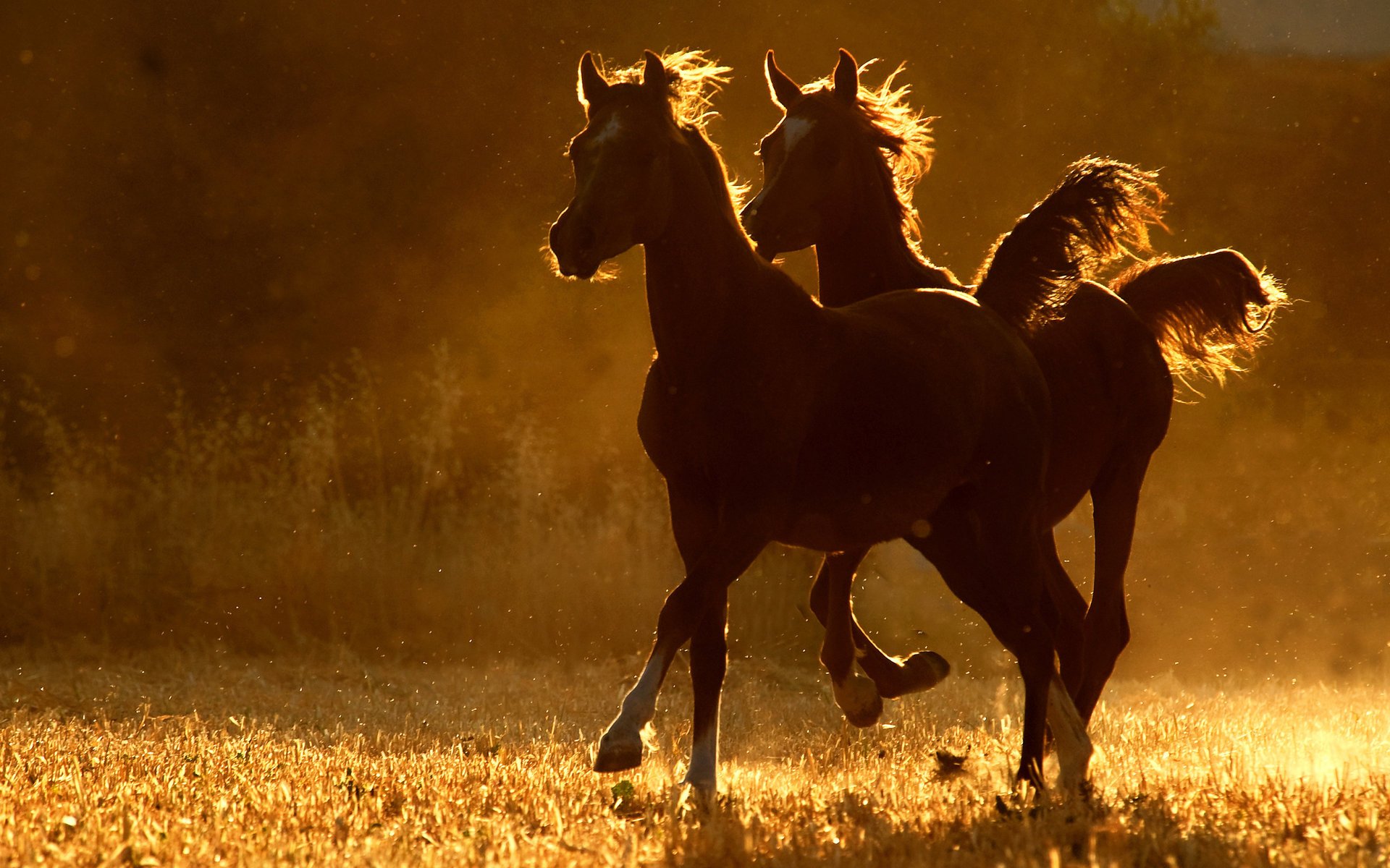 caballos correr dos