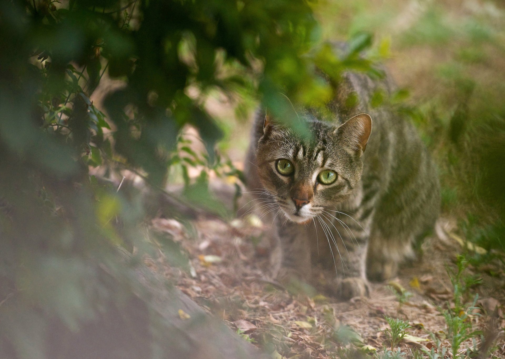 arbusto depredador hojas mirada gris gato