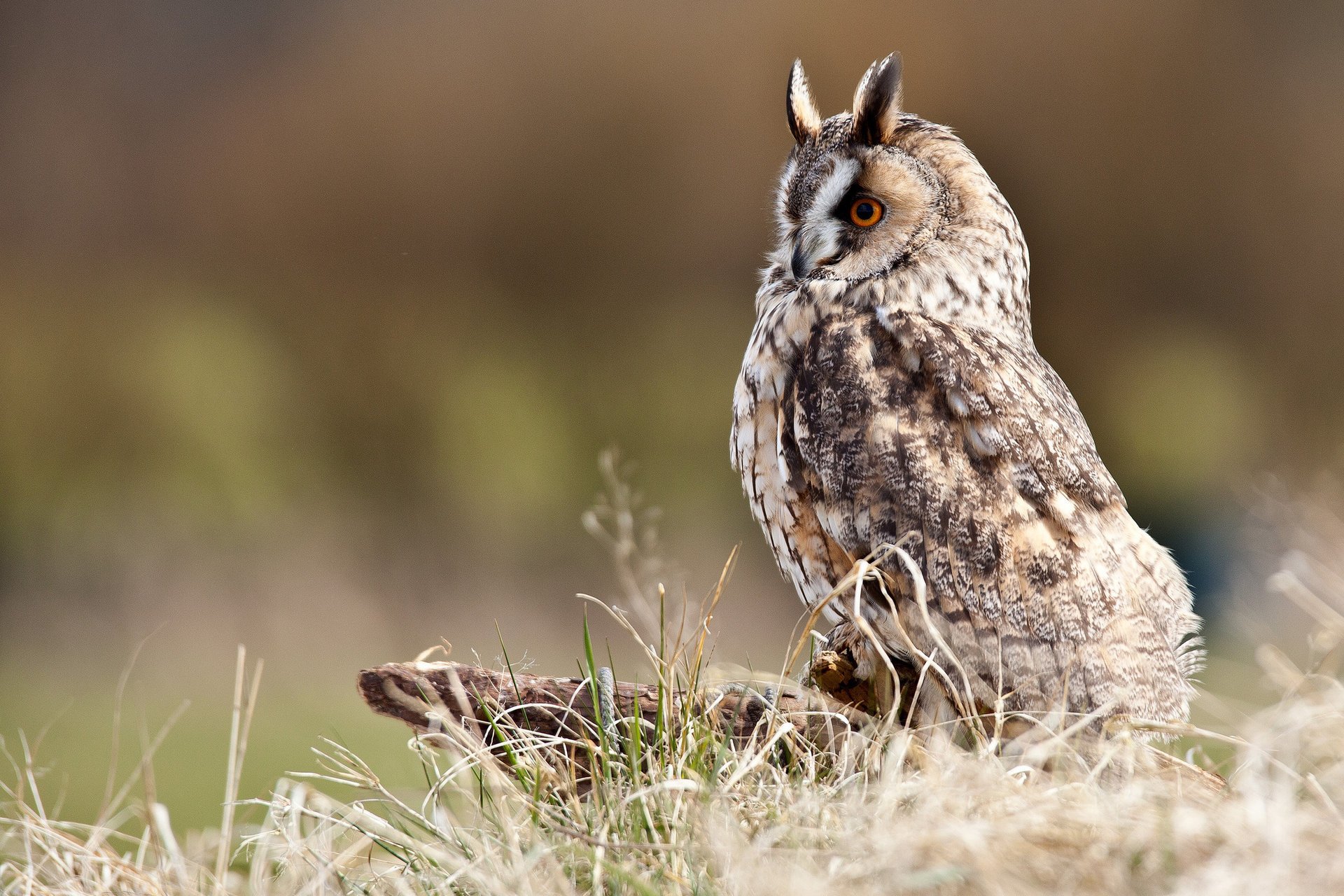 eule gras profil stumpf vogel sumpf