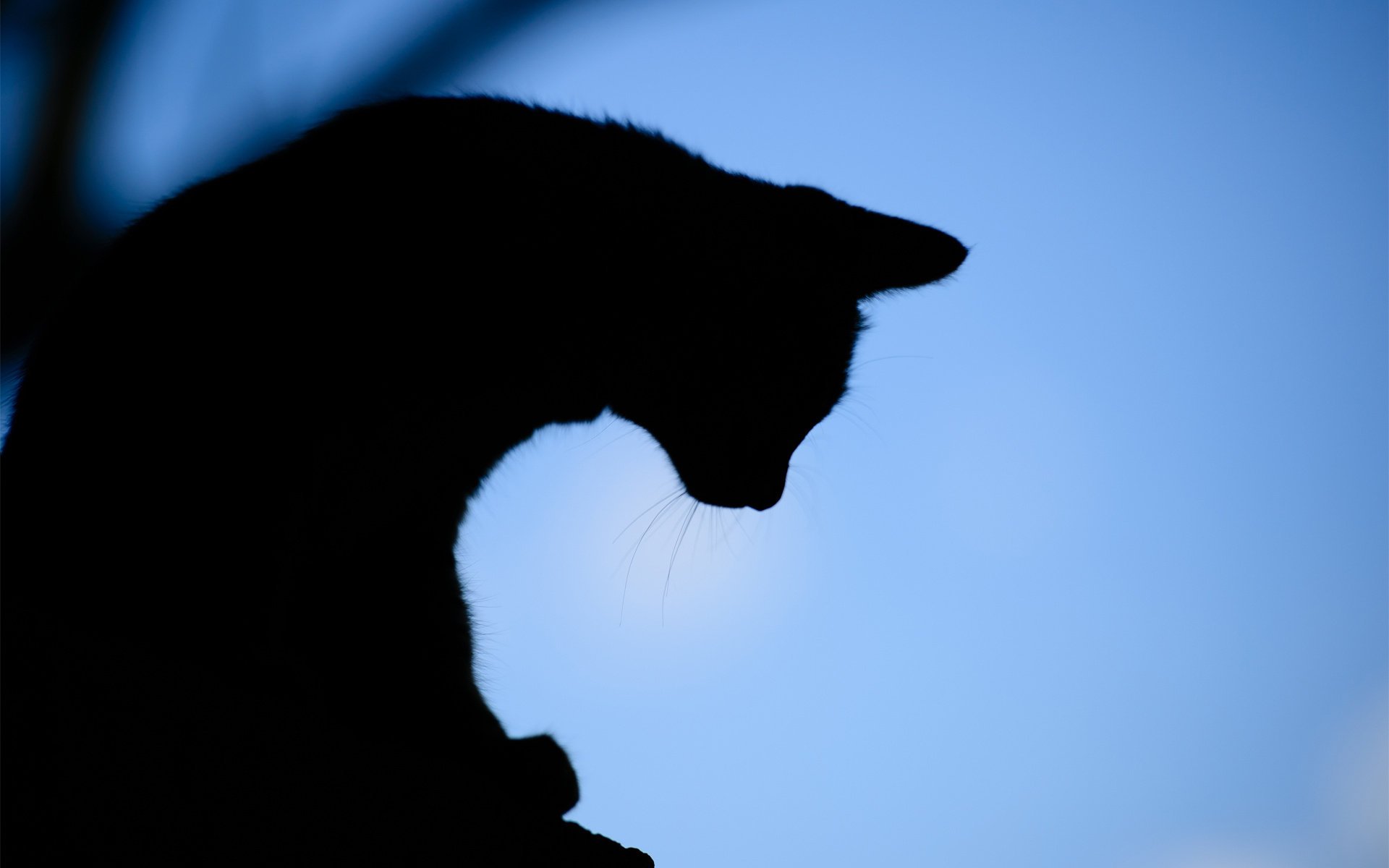 gatto sera silhouette sfondo