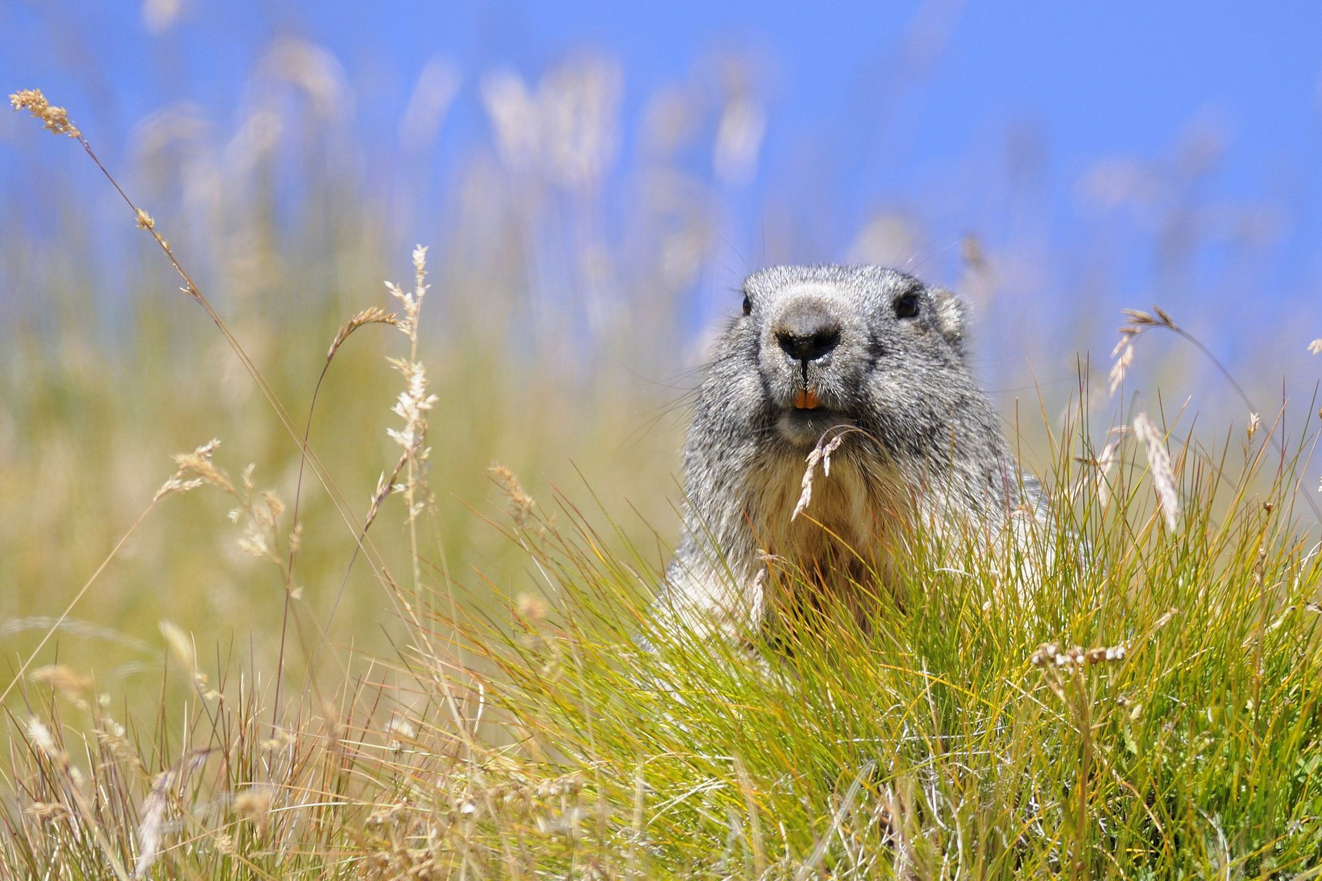 alpino hierba marmota roedor espiguillas