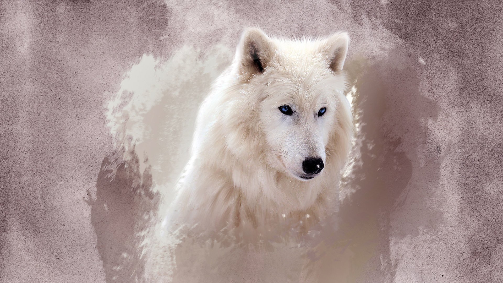 wolf eyes white face