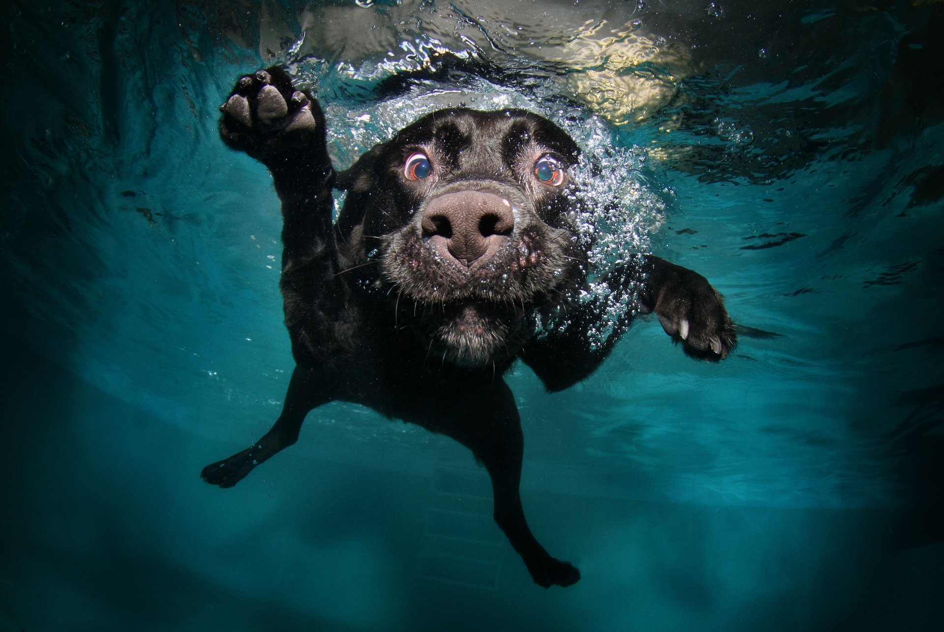 perro negro patas en el agua agua hocico nada