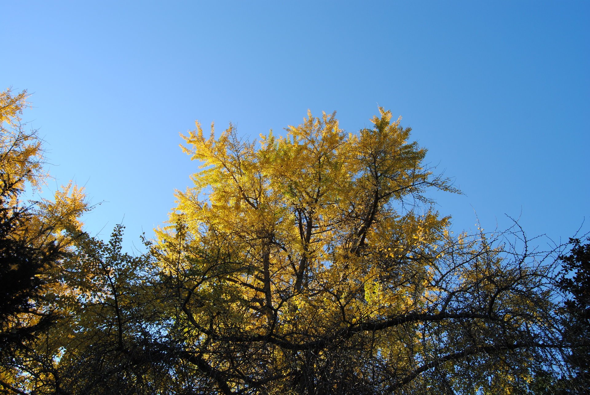 nature automne ciel