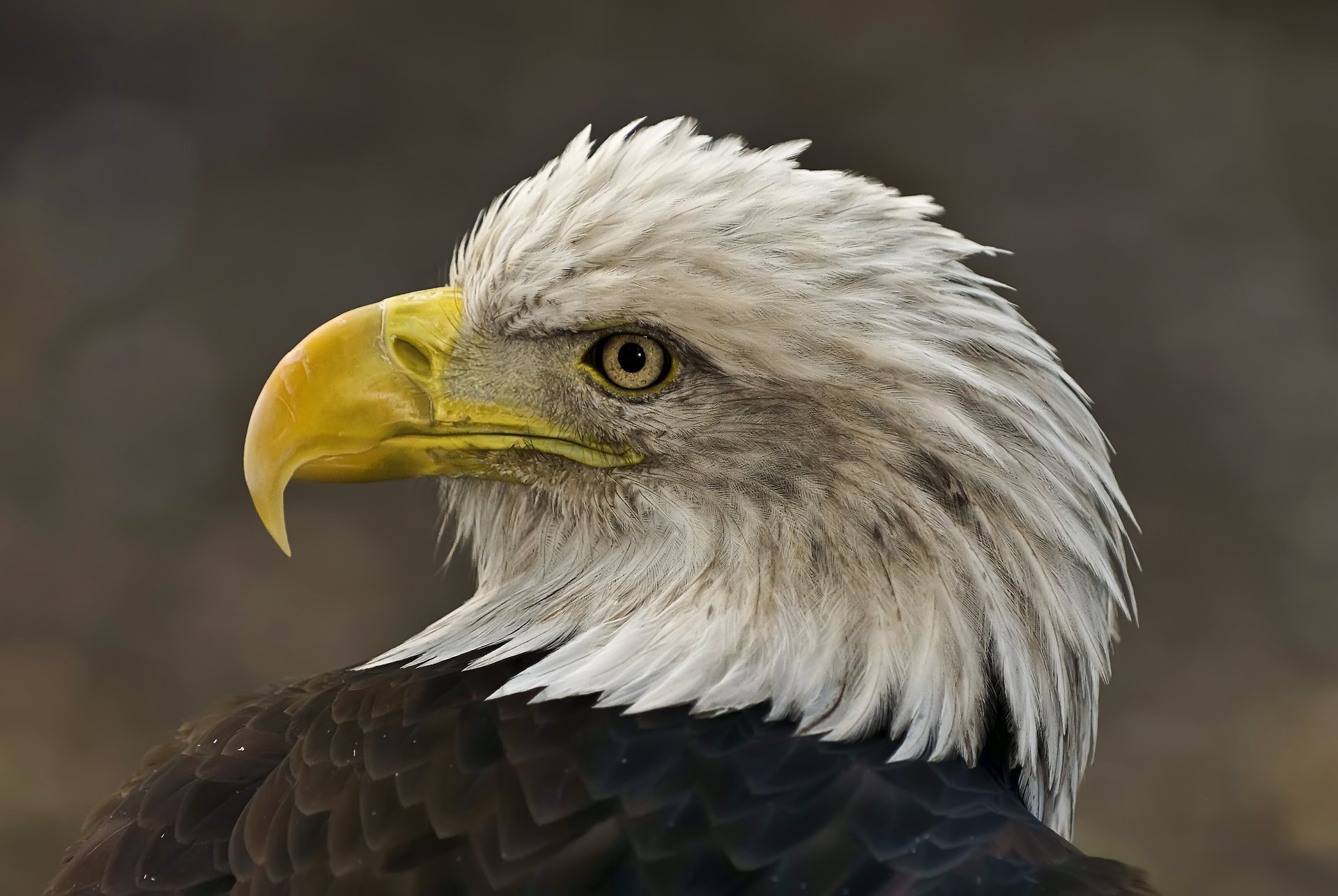 oiseau aigle tête plumes