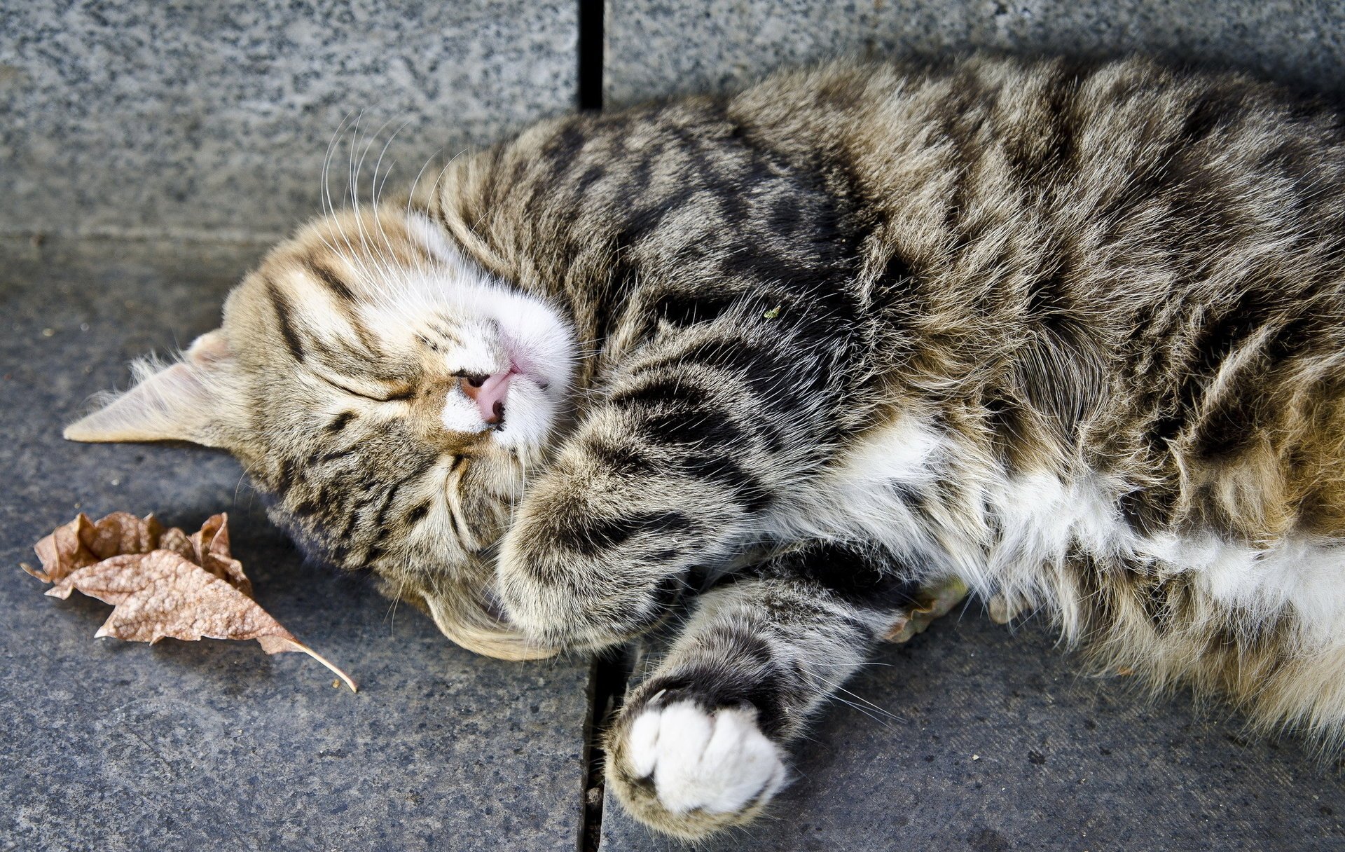 chat gris repos chat dormir rayé