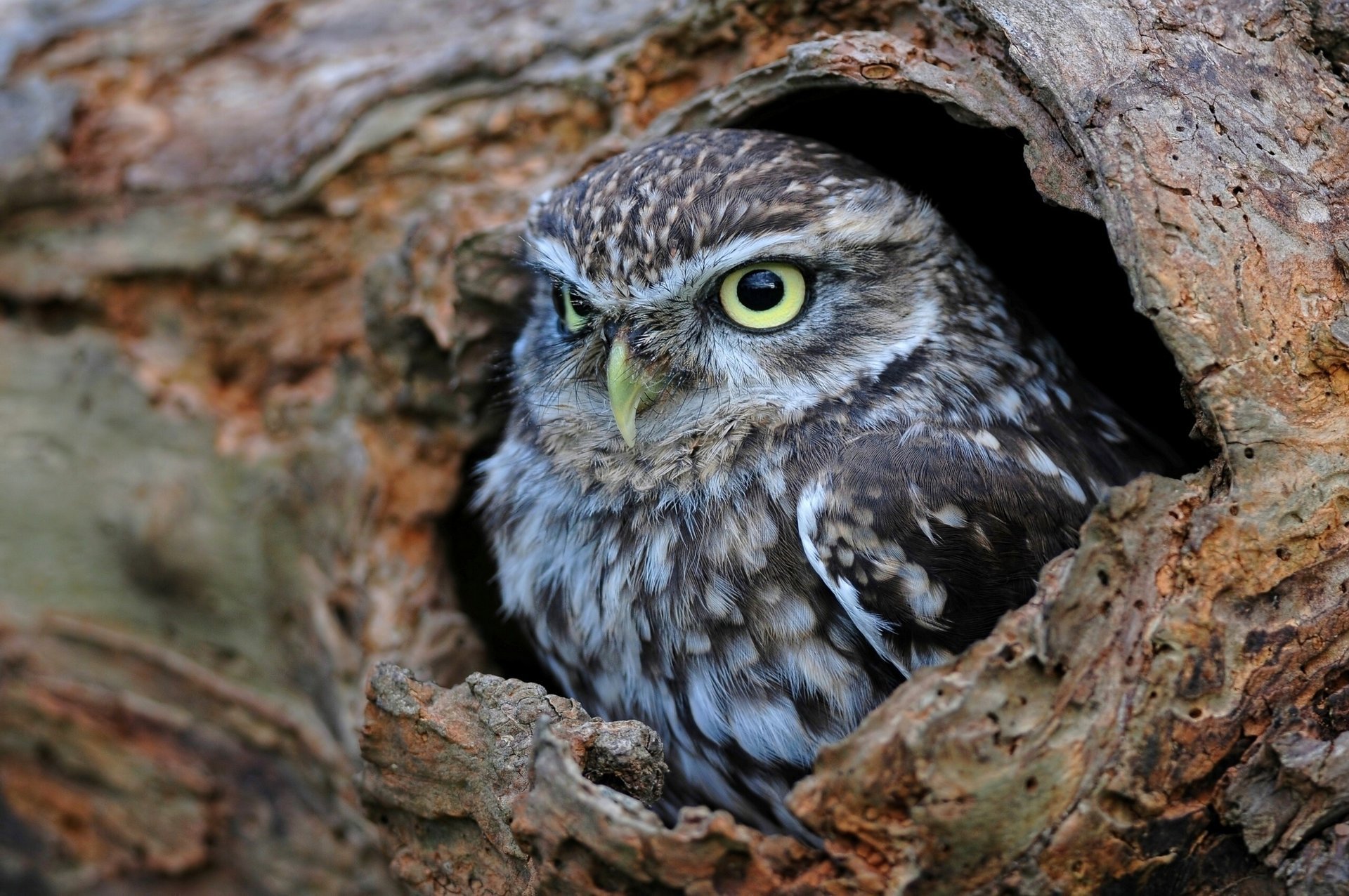 owl the little owl the hollow