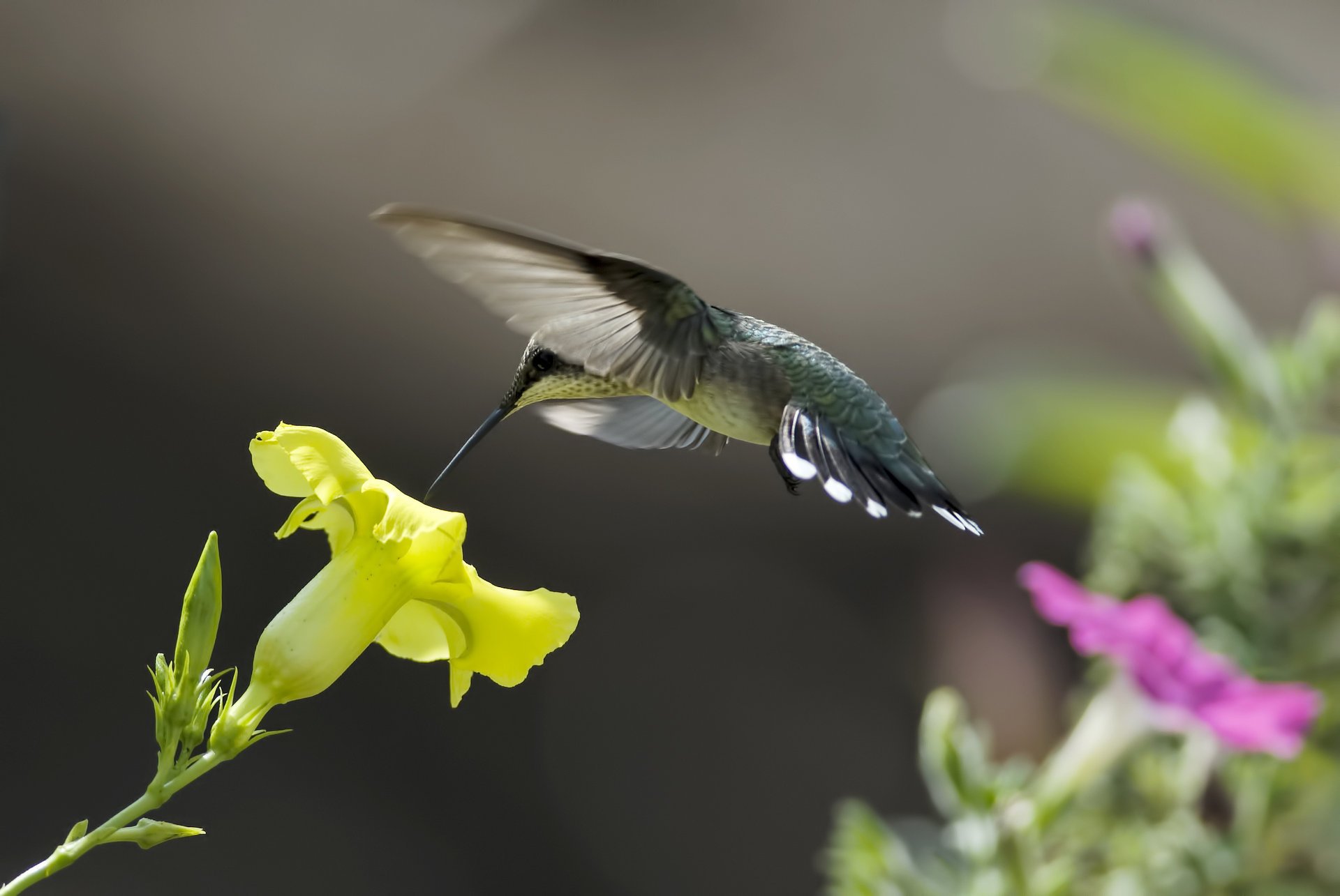 ptak kwiaty nektar żółty różowy natura koliber