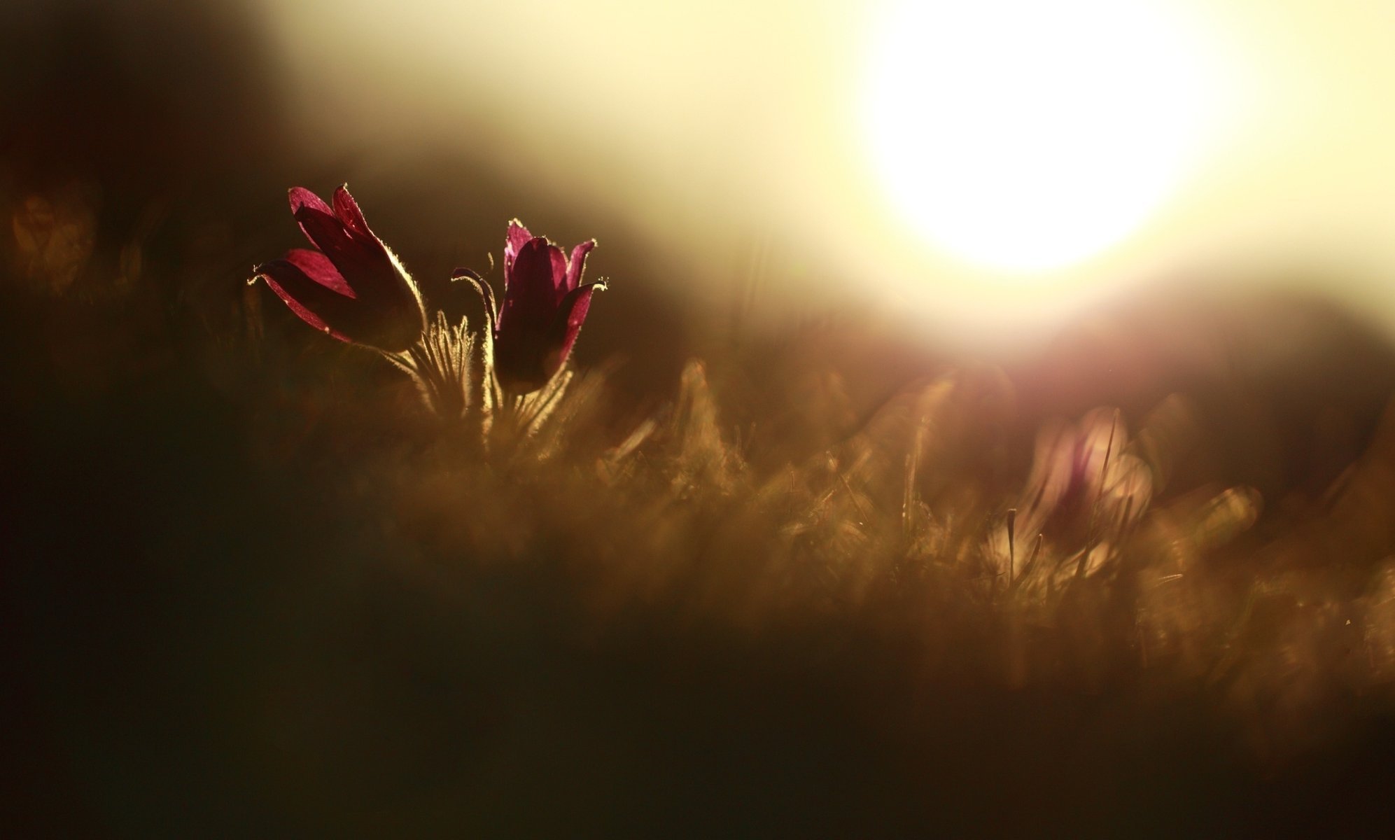 fleurs gros plan fleurs plante fleur rouge