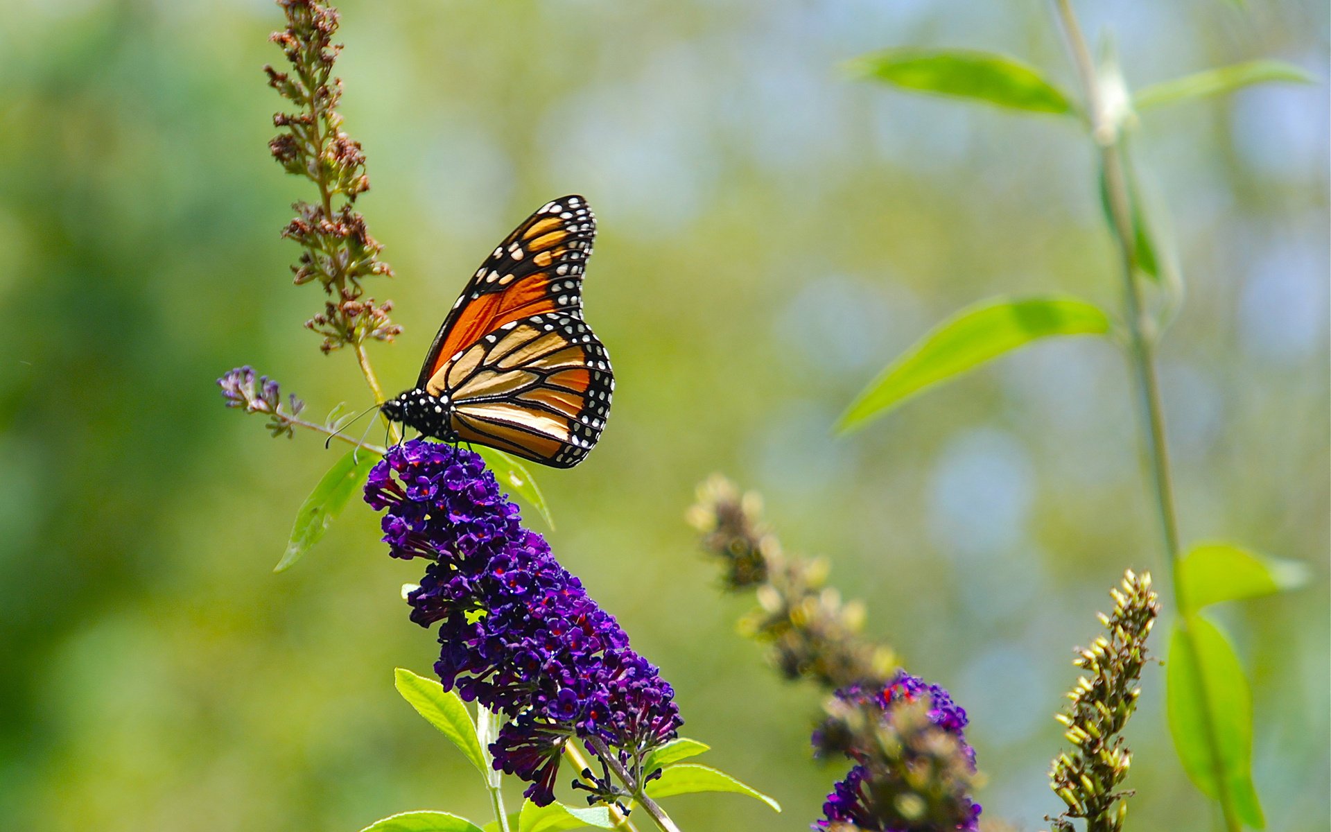 natur blumen sommer grün schmetterling