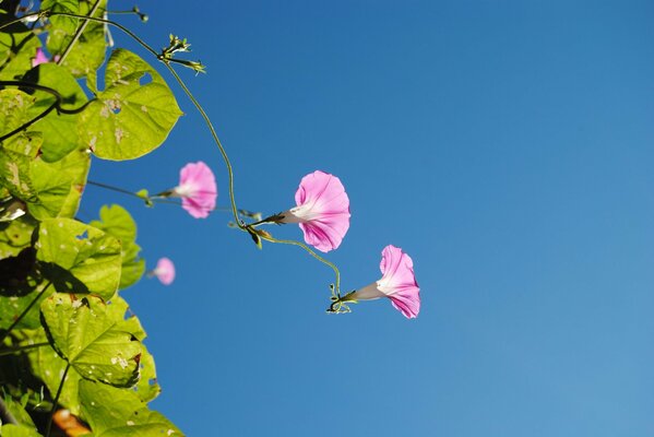 Fleurs d été sur fond de ciel bleu