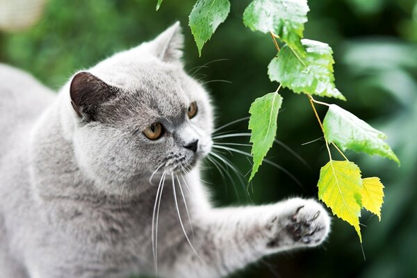 Gato británico juega con una hoja