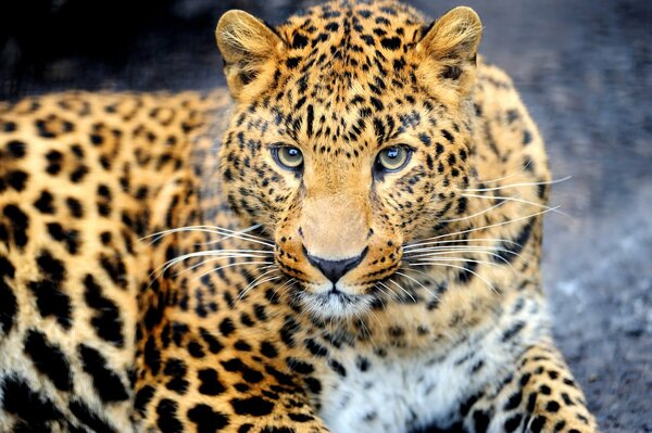 The leopard stares at us