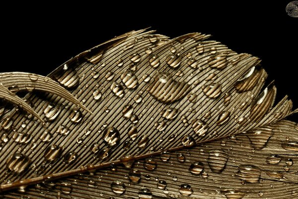 On the golden feather macro drops of water