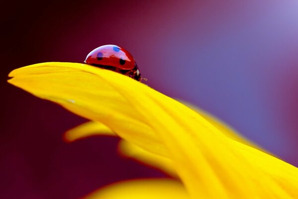 Mariquita roja sobre pétalo amarillo