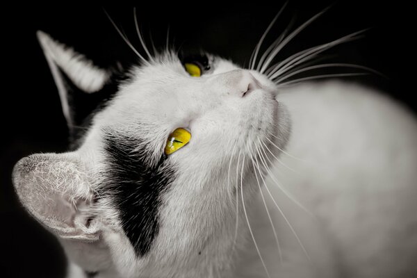 Beau chat blanc avec des yeux jaunes