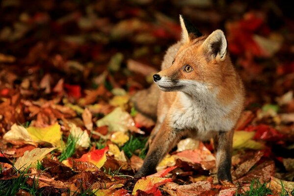 Zorro en el fondo de las hojas de otoño