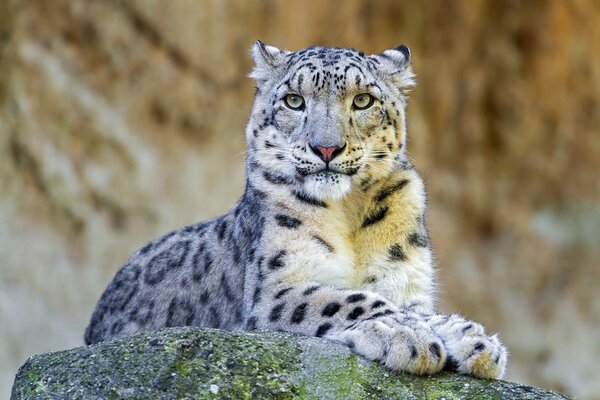 A snow leopard is lying on a rock