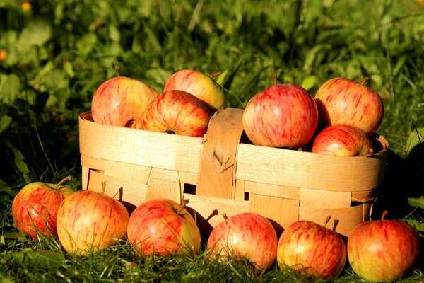 The main apples were collected in a basket